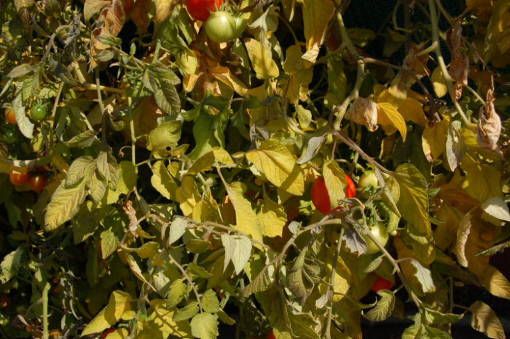 ripe tomatos