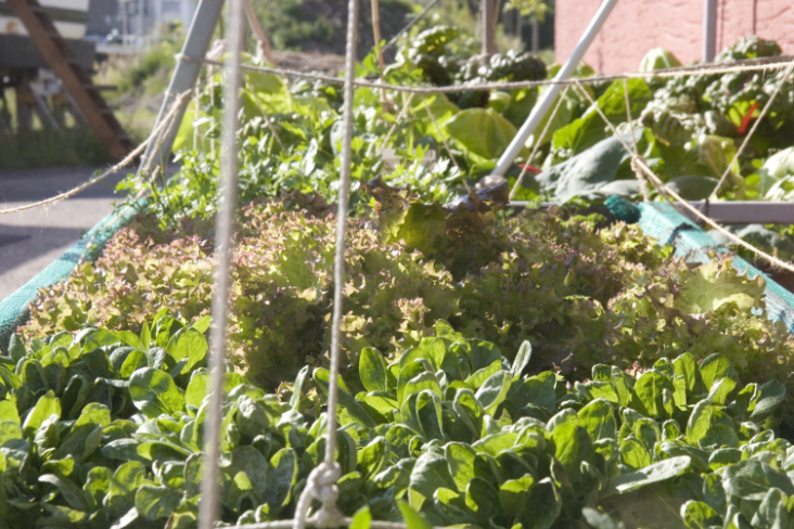 Urban Garden