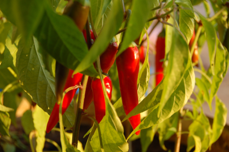 Garden Environment - red peppers