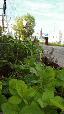 Harbourside Bean-Season 2020