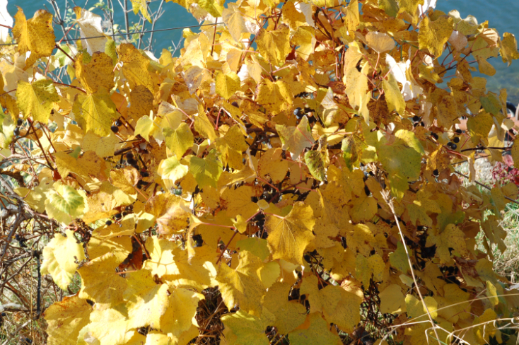 Herbsteindrücke / impressing autumn