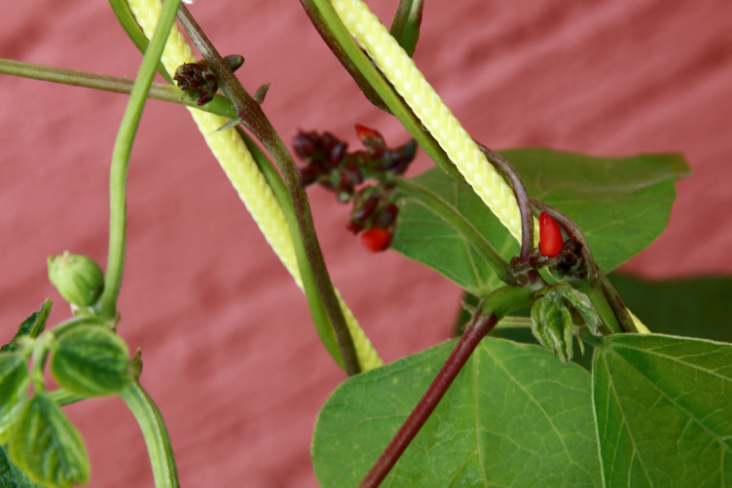 Harbourside Bean-Season 2020