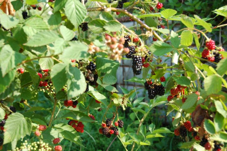 black berries