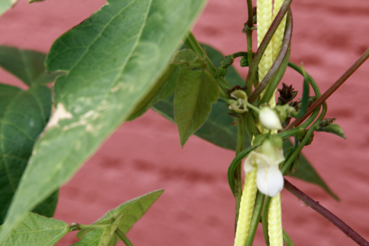 Harbourside Bean-Season 2020