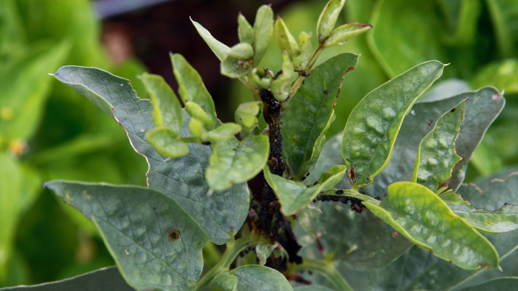 Harbourside Bean-Season 2020