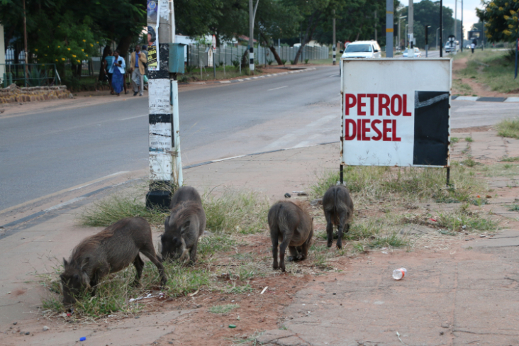 ToR - Impressions Zimbabwe