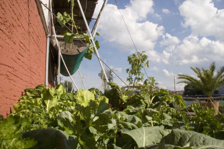 Urban Garden