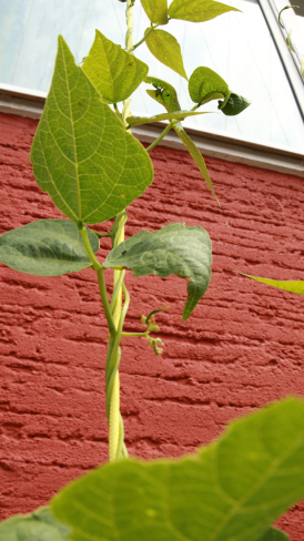 Harbourside Bean-Season 2020