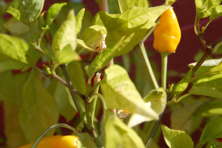 dangerous yellow peppers