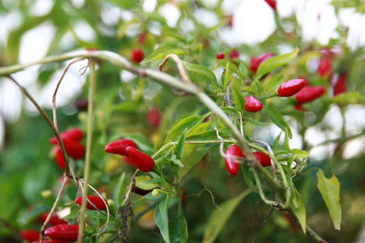 Harbourside Bean-Season 2020