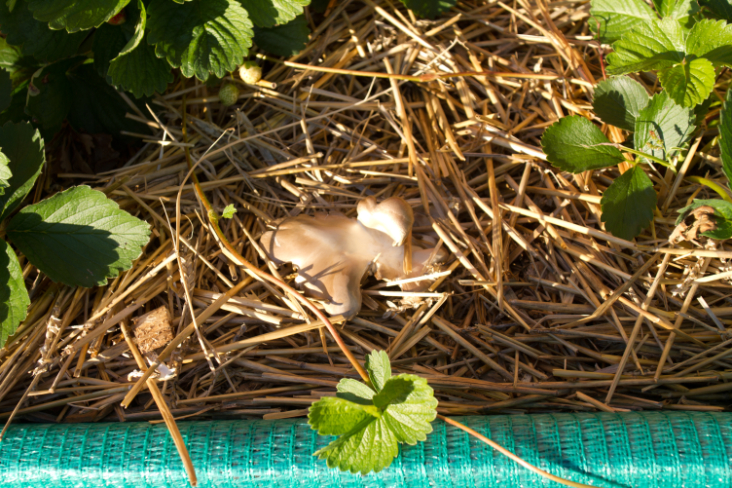 Non Green Gardening - Progress